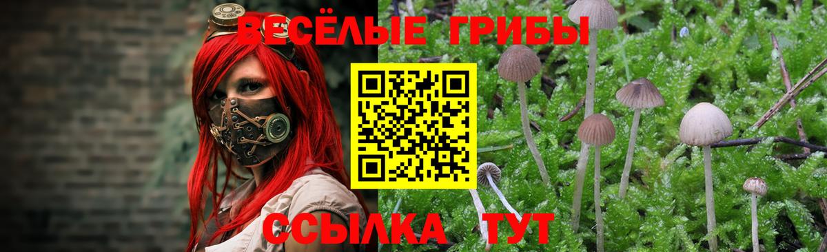 Галлюциногенные грибы Cubensis Кунгур